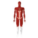 Muscular system (male)